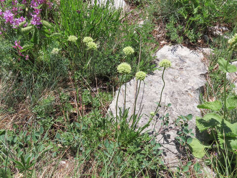 Image of Saponaria bellidifolia Sm.