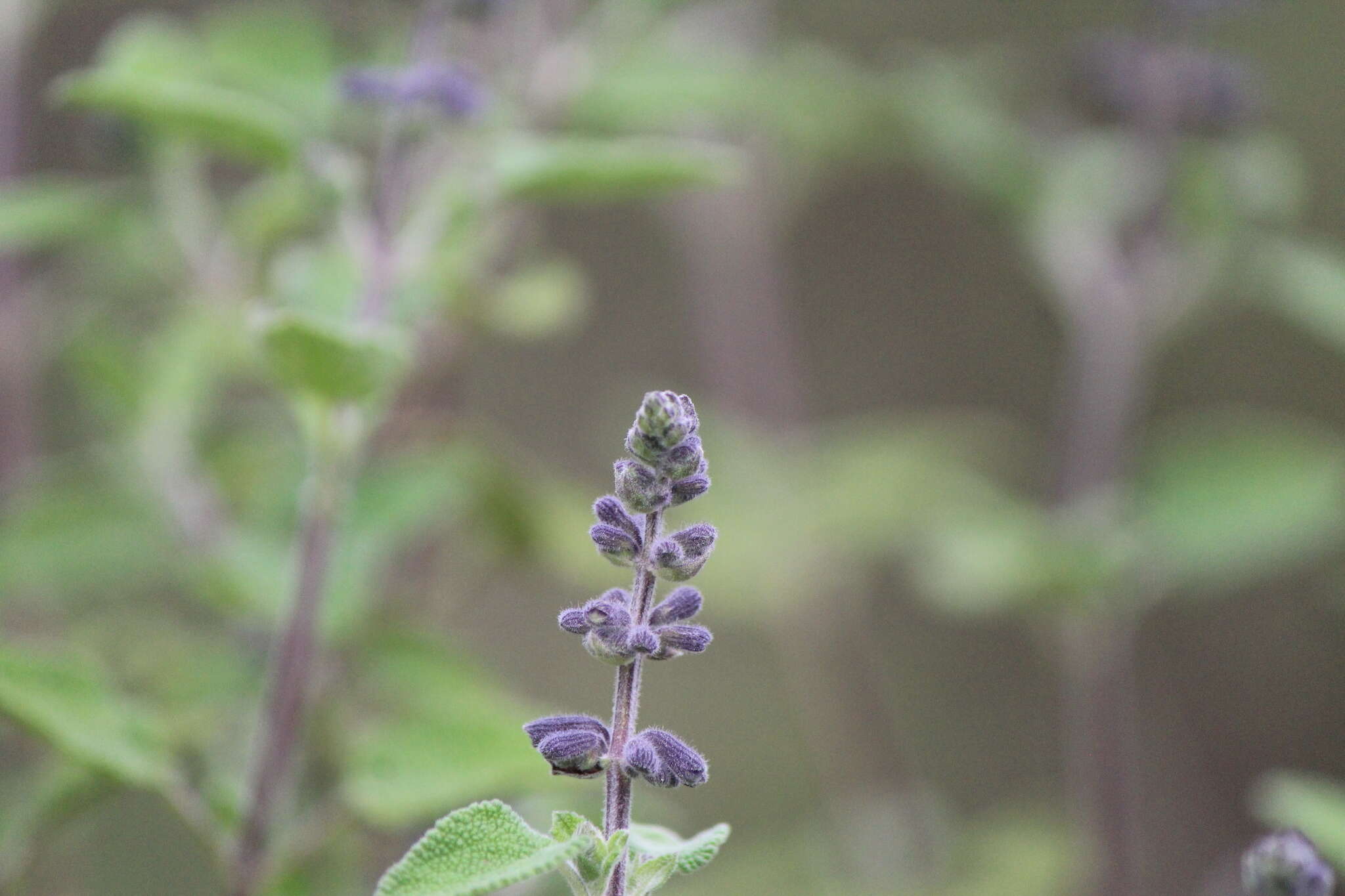 Salvia melissodora Lag. resmi