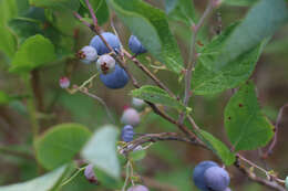 Sivun Vaccinium formosum Andr. kuva