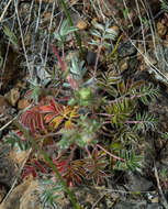 Image de Horkelia congesta subsp. nemorosa Keck