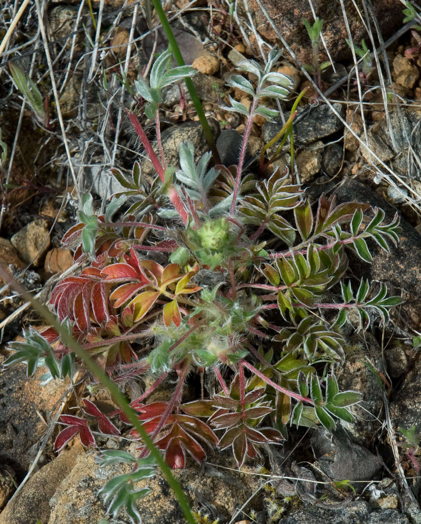 Image de Horkelia congesta subsp. nemorosa Keck