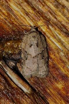 Image of Acleris chalybeana Fernald 1882