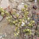 Image of Drosanthemum praecultum (N. E. Br.) Schwant.