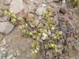 Image of Drosanthemum praecultum (N. E. Br.) Schwant.