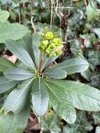 Sivun Euphorbia amygdaloides subsp. robbiae (Turrill) Stace kuva