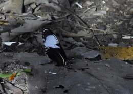 Image of Heliconius cydno galanthus Bates 1864