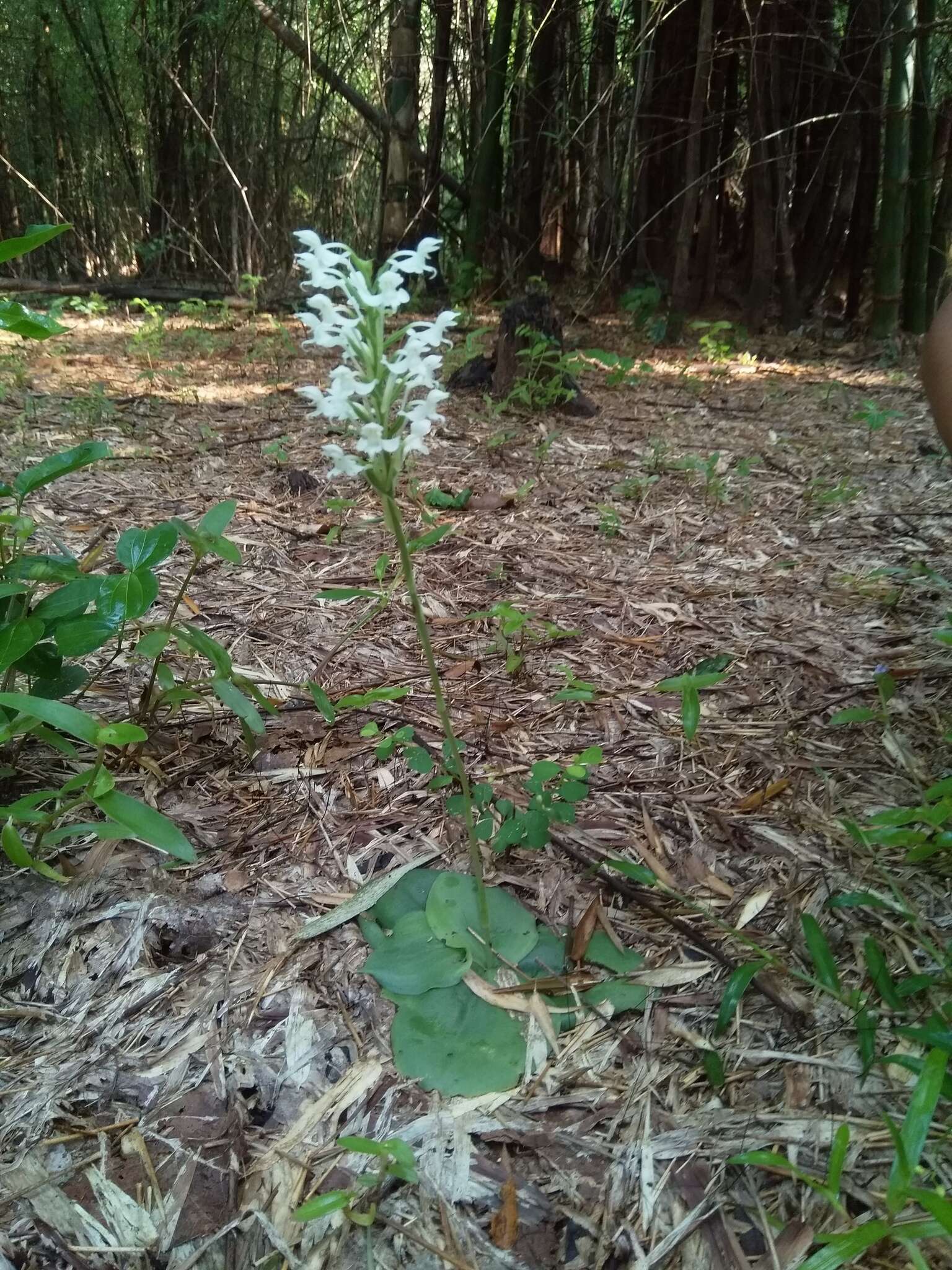 Imagem de Habenaria roxburghii Nicolson