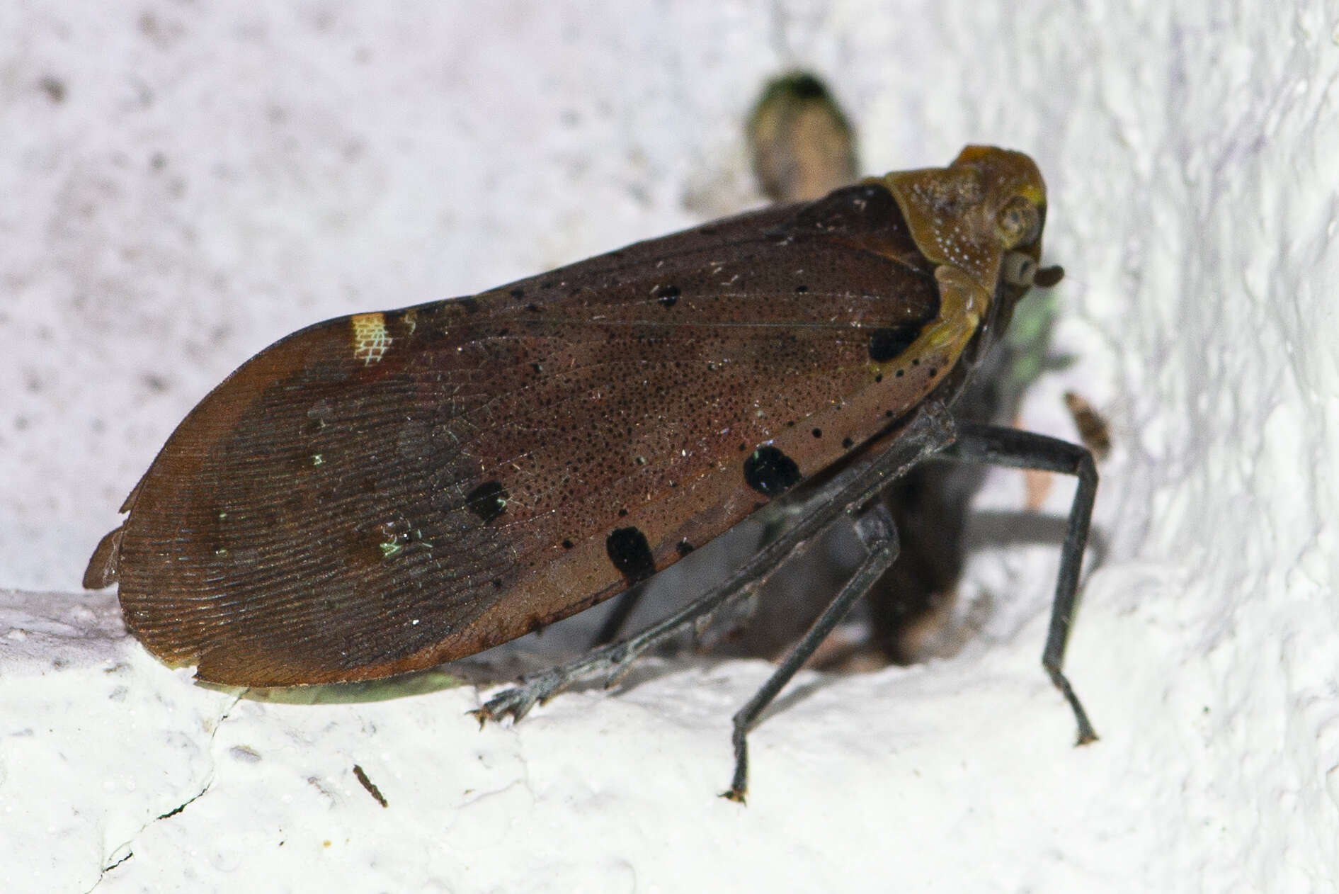 Image of Penthicodes (Ereosoma) atomaria (Weber 1801)