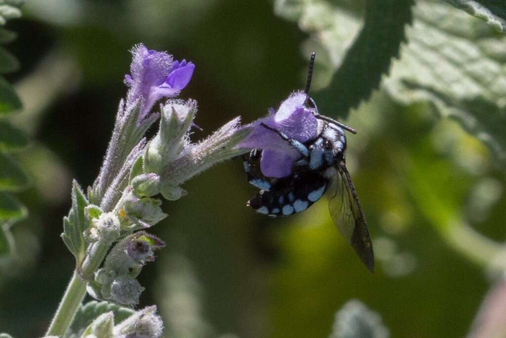 Thyreus caeruleopunctatus (Blanchard 1840) resmi