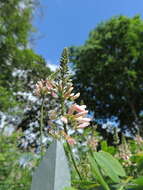 Plancia ëd <i>Indigofera jucunda</i>