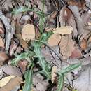 Eryngium serratum Cav. resmi