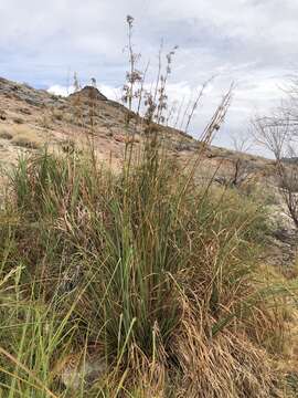 Imagem de Cladium mariscus subsp. californicum (S. Watson) Govaerts