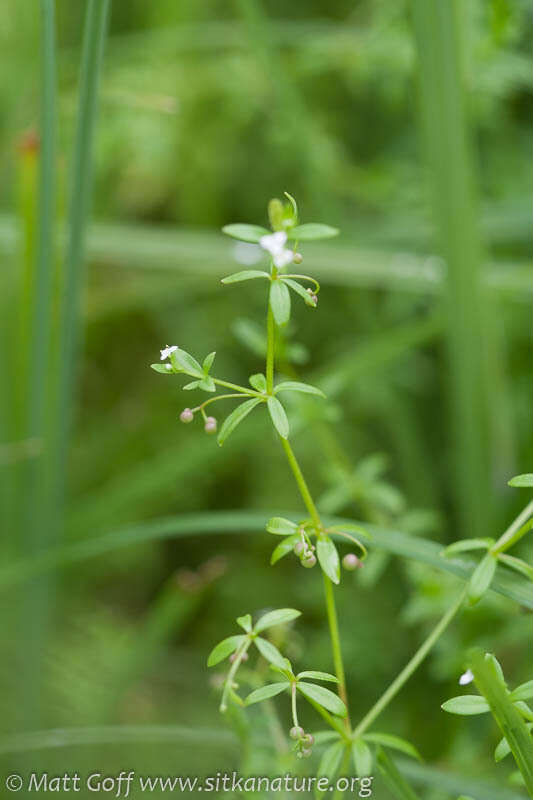 Image of three-petal bedstraw