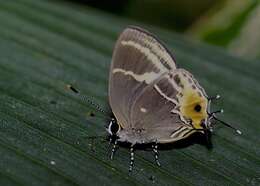 Image of Terenthina terentia