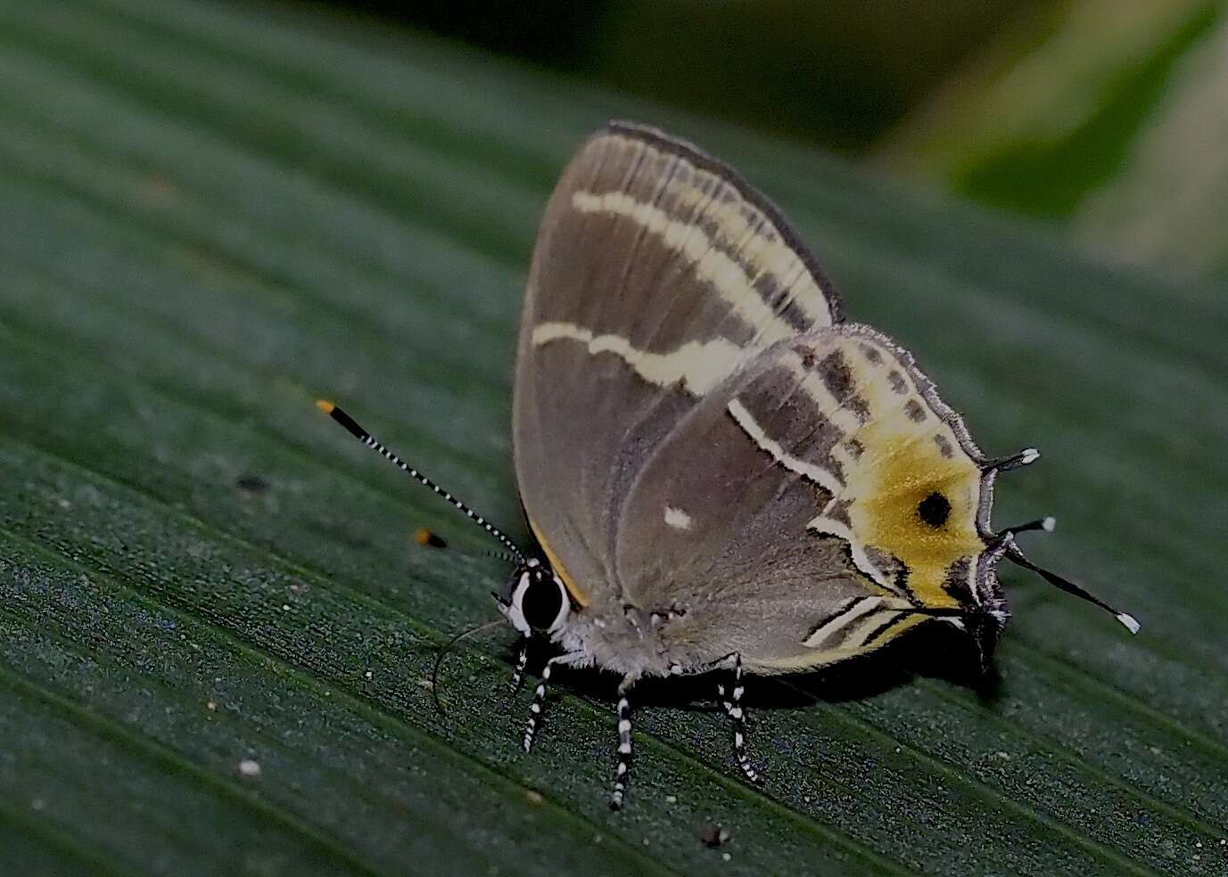 Image of Terenthina terentia