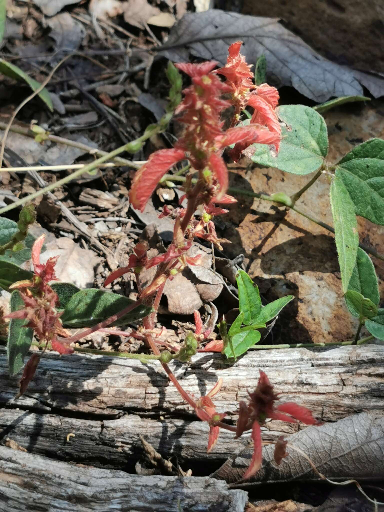 Imagem de Acalypha neomexicana Müll. Arg.