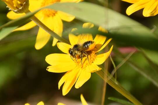 Image of Furry Leaf-cutter Bee