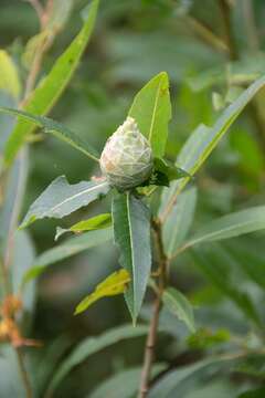 Image of Willow Pinecone Gall Midge