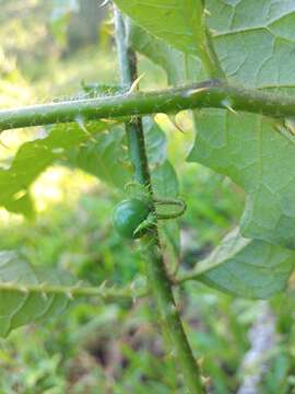 Imagem de Solanum volubile Sw.