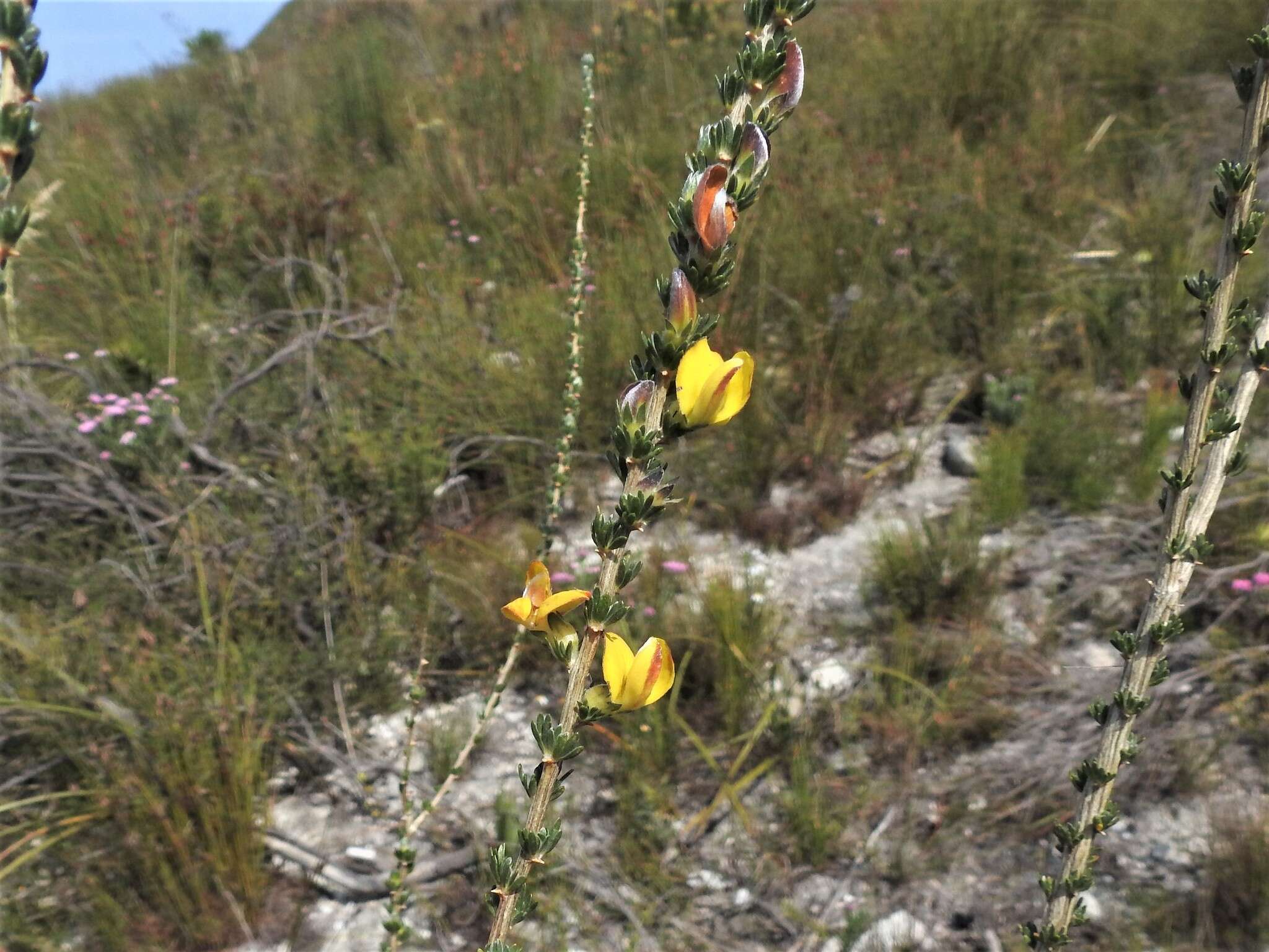 Imagem de Aspalathus oblongifolia R. Dahlgren