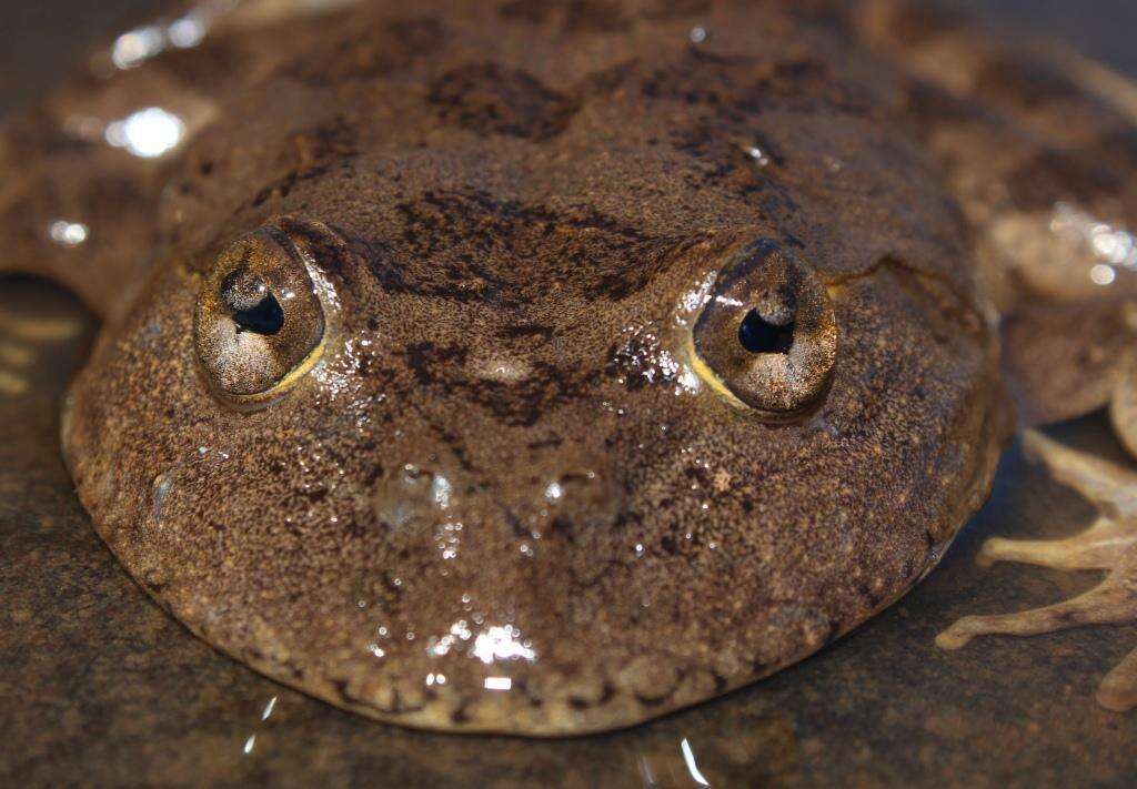 Image of Amietia vertebralis (Hewitt 1927)