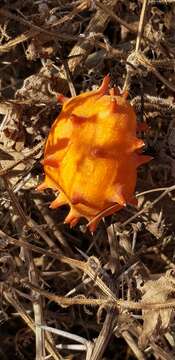 Image of African horned cucumber