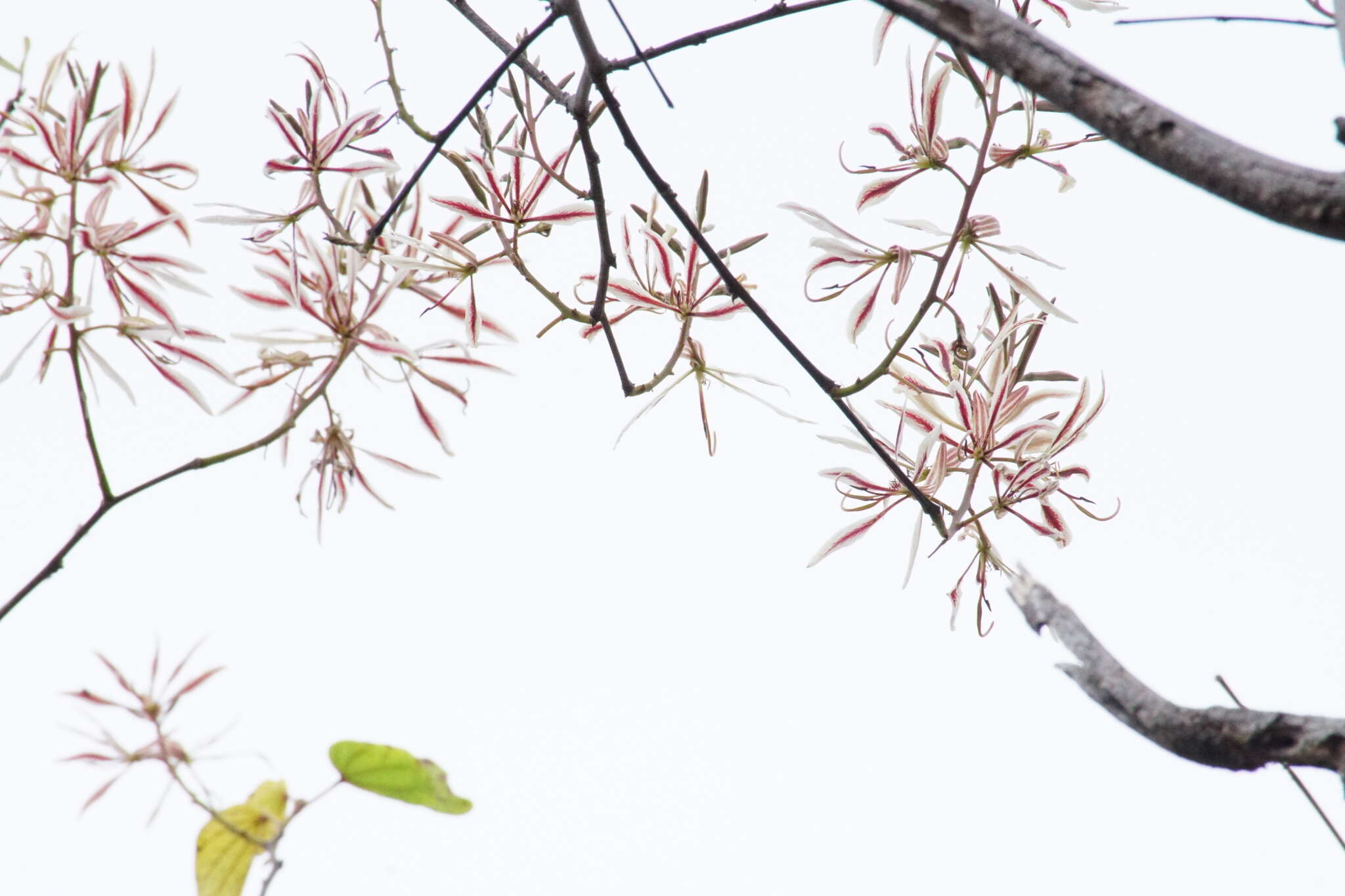 Bauhinia pringlei S. Watson resmi