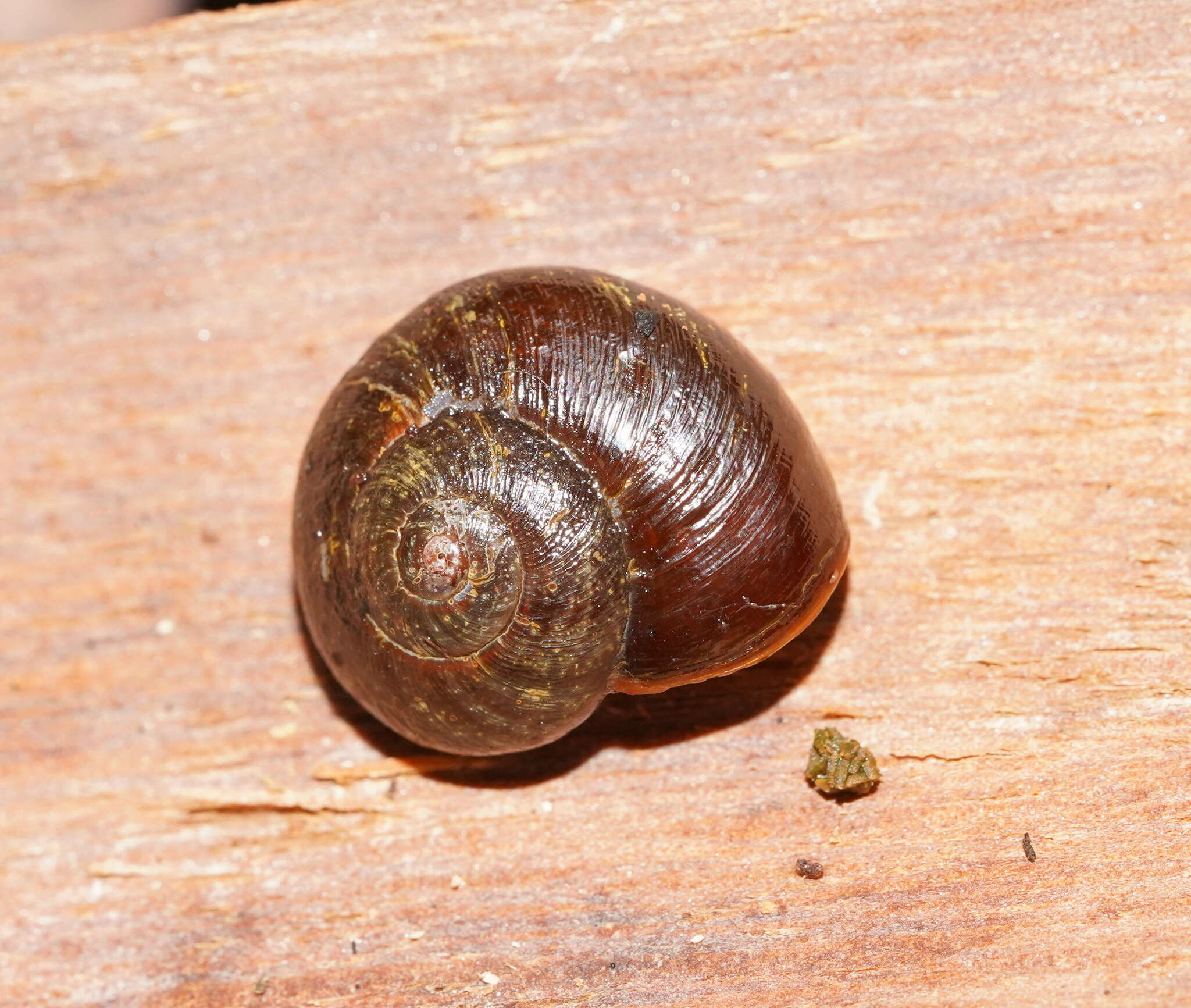 Image of Emmalena tumidula (Iredale 1937)