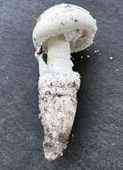 Image of Amanita roanokensis Coker 1927