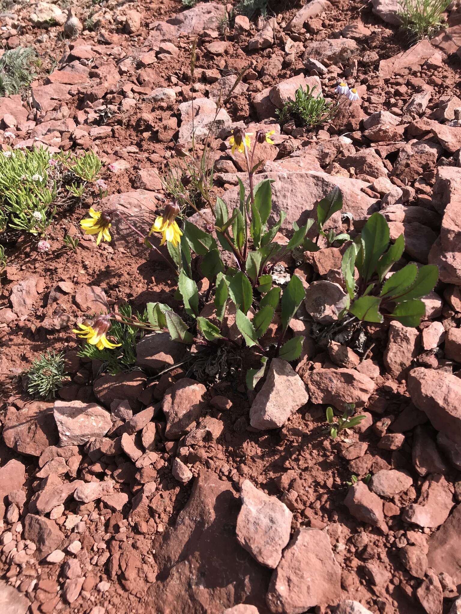 Слика од Senecio amplectens var. holmii (Greene) H. D. Harrington