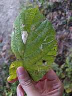 Image of Stigmella tiliella (Braun 1912) Newton et al. 1982