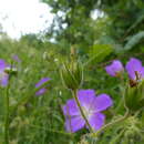 Image of Geranium oreganum Howell