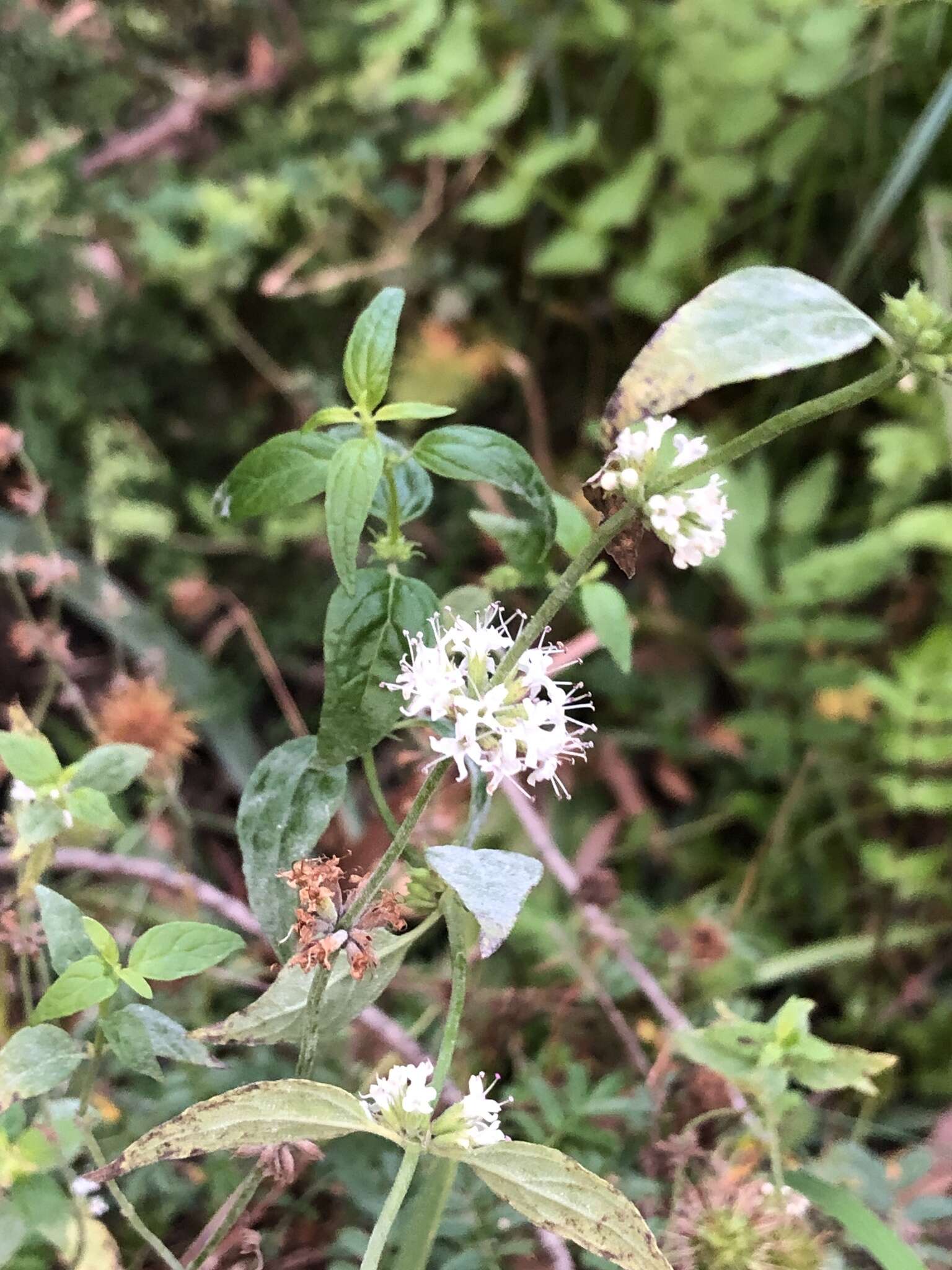 Image of Mentha australis R. Br.