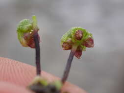 Image of Lindenberg's asterella