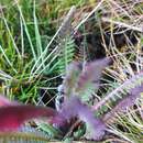 Image of Pedicularis incurva Benth.