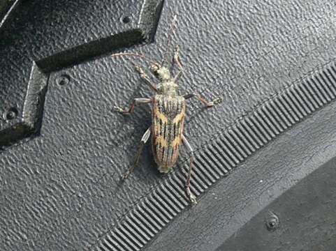 Image of Two-banded longhorn beetle