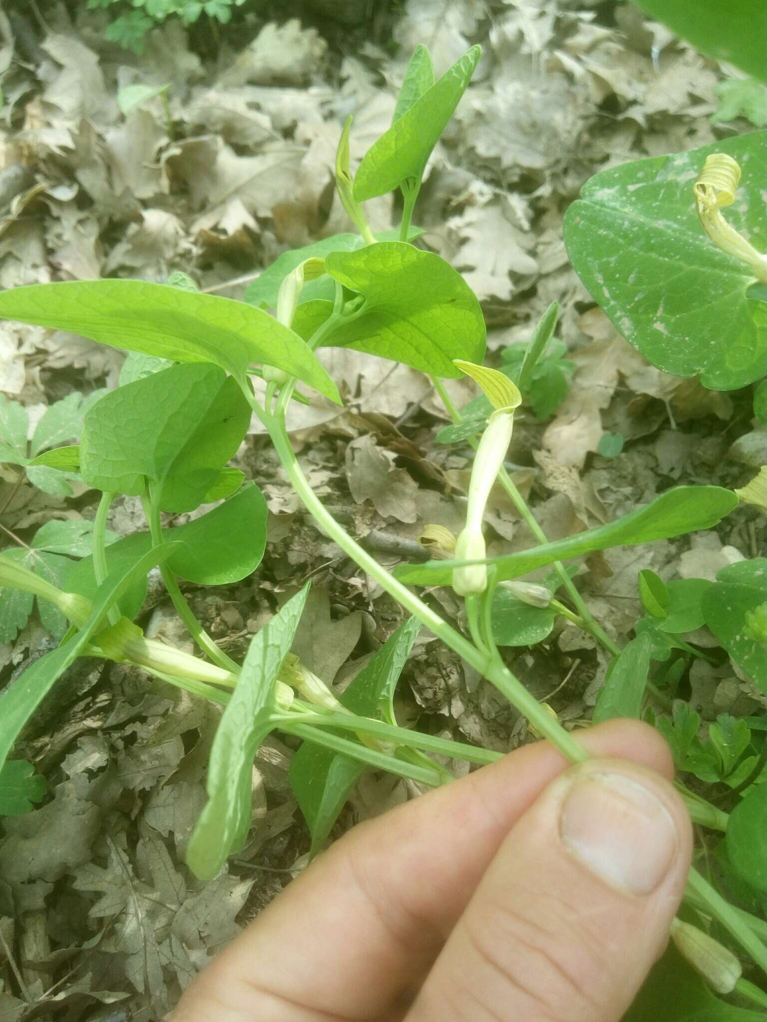 Image of Aristolochia lutea Desf.