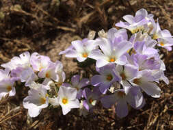 Image of largeflower linanthus