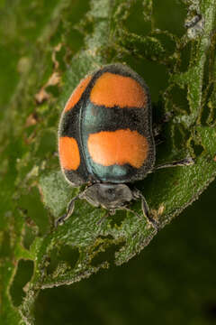 Image of Toxotoma flavofasciata (La Porte 1840)