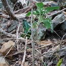 Image of Brassica incana Ten.