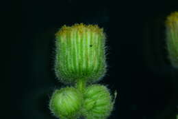 Image of Blumea eriantha DC.