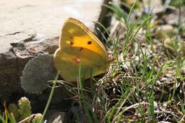 Image of Colias aurorina Herrich-Schäffer (1850)