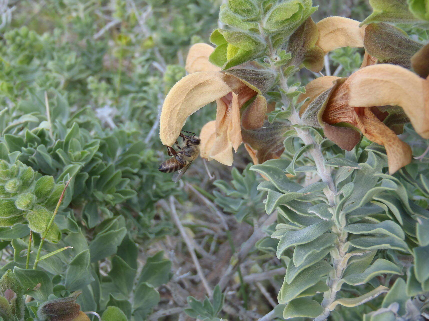 Image of Dune sage