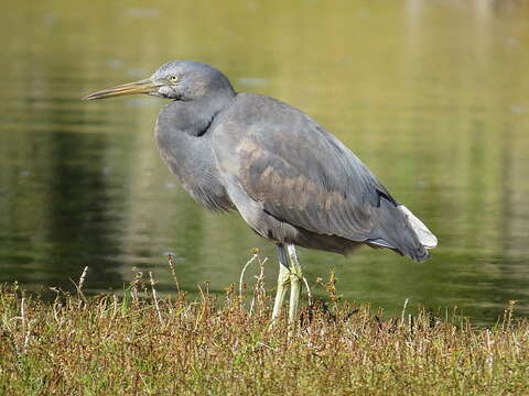 Egretta sacra sacra (Gmelin & JF 1789)的圖片