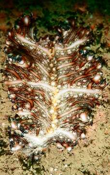 Image of Elegant flatworm