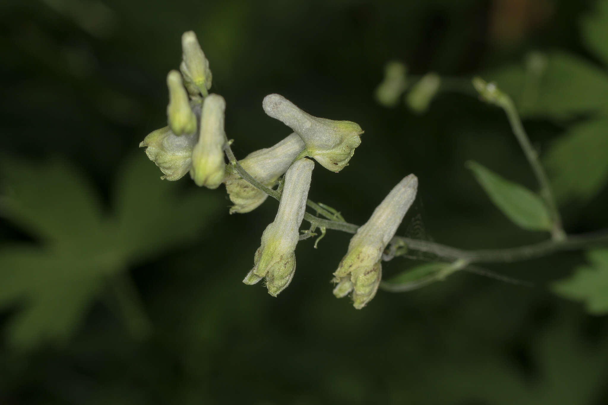 Imagem de Aconitum reclinatum A. Gray