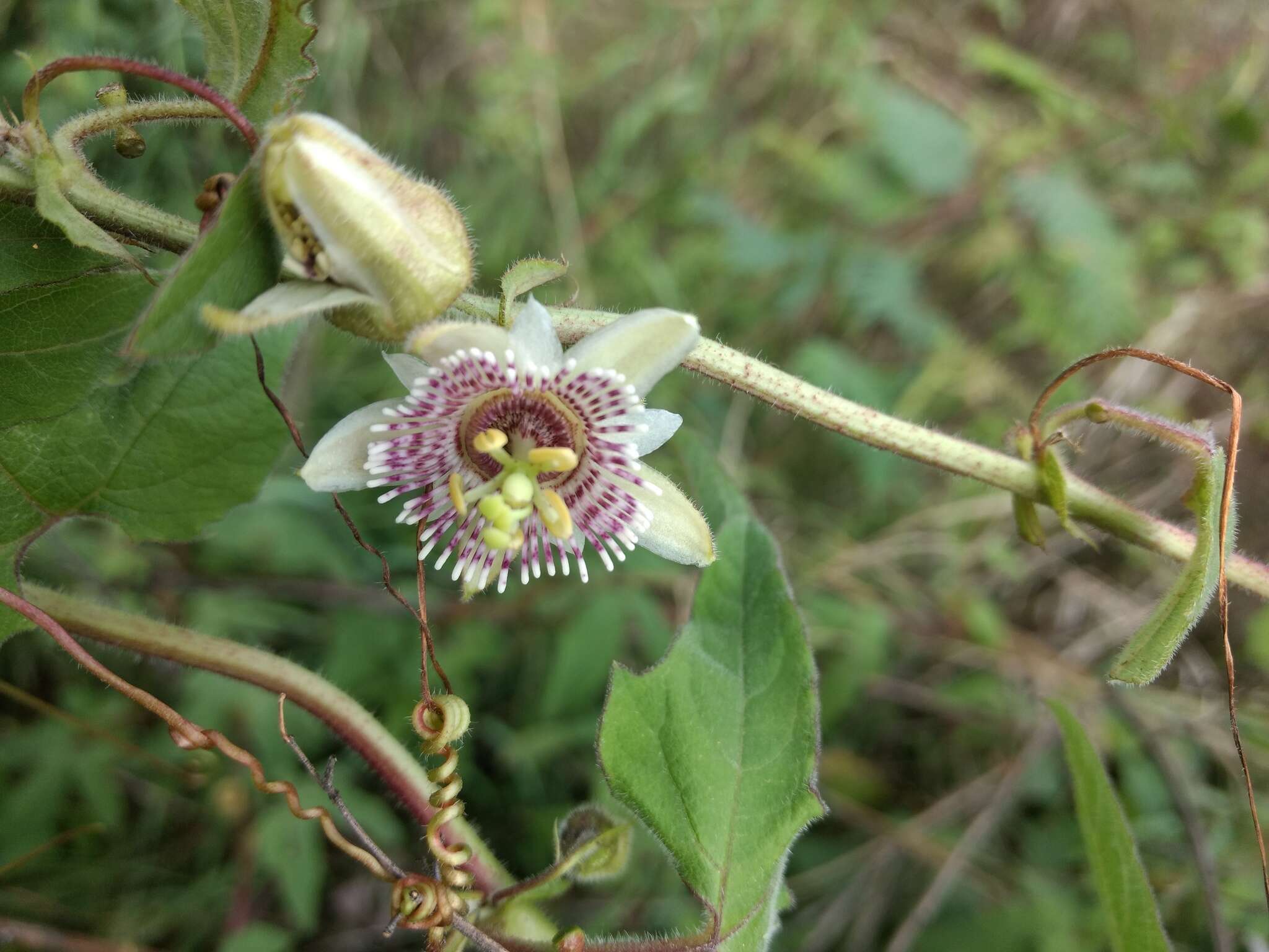 Слика од Passiflora exsudans Zucc.