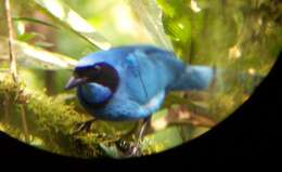 Image of Turquoise Jay