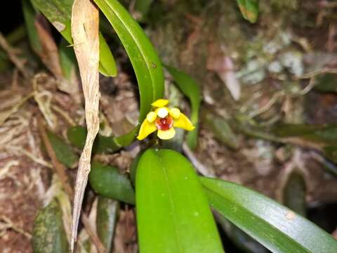 Image of Maxillaria variabilis Bateman ex Lindl.