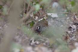 Image of Taiwan Hill Partridge